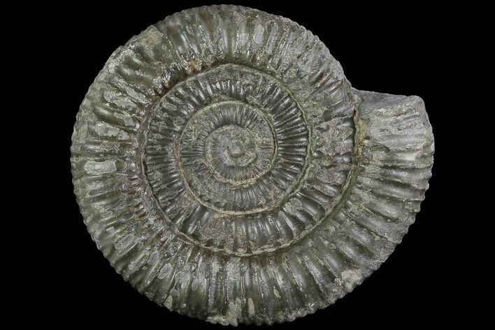 Dactylioceras Ammonite Fossil - England #84939